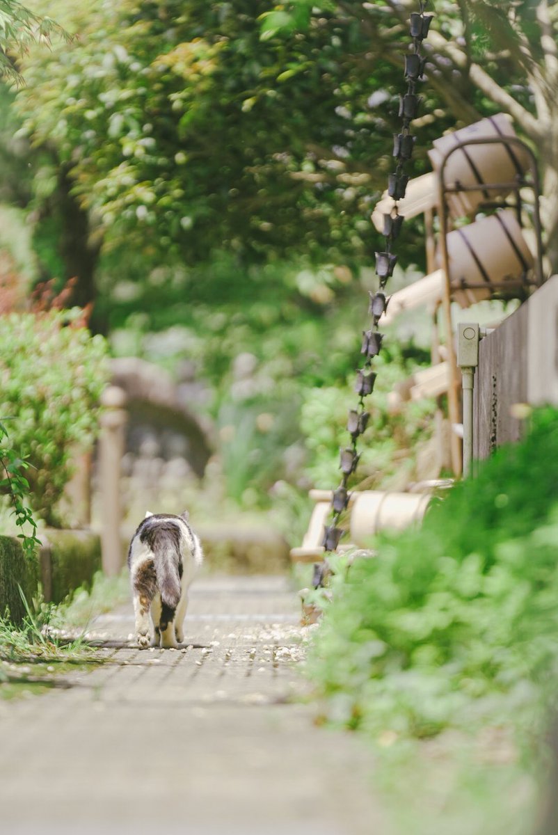 hymk120288's tweet photo. 猫補給の支援物資投下！！！！

自分で言うのもあれだけど、前より上手くなってない？笑 https://t.co/NmAyoEoSoy