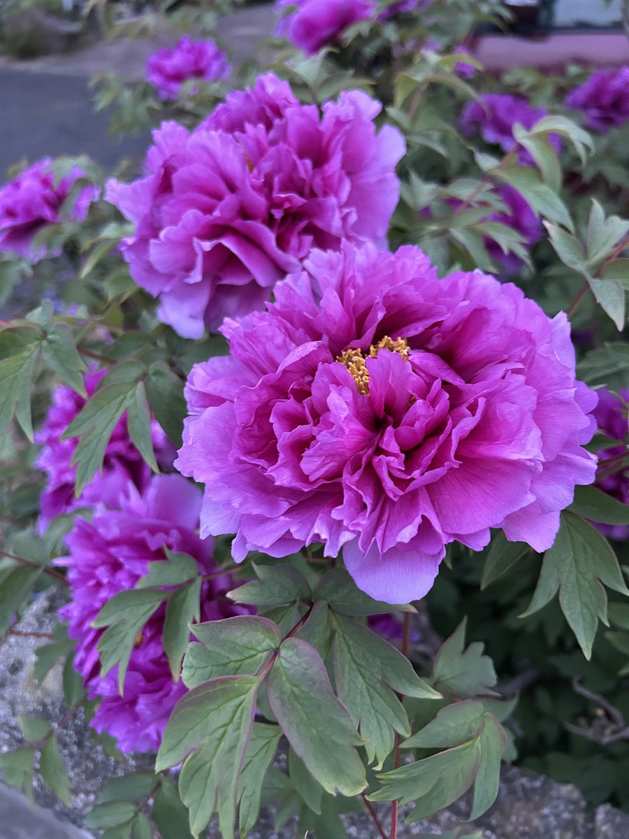 oshiokun's tweet photo. コブコブの春スキー
白馬はお花の時期
気持ちいい https://t.co/UhYRAUdFmS