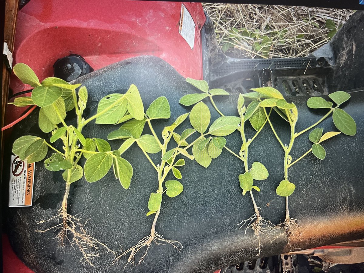 2024 Johnson Sue starter Extract left vs 0 treatment right.
JS Extract plants had more root mass and top growth but didn’t end up to show a yield advantage.
JS- 60.0 Bu/ac.
0 Treatmnet - 60.7 Bu/ac
