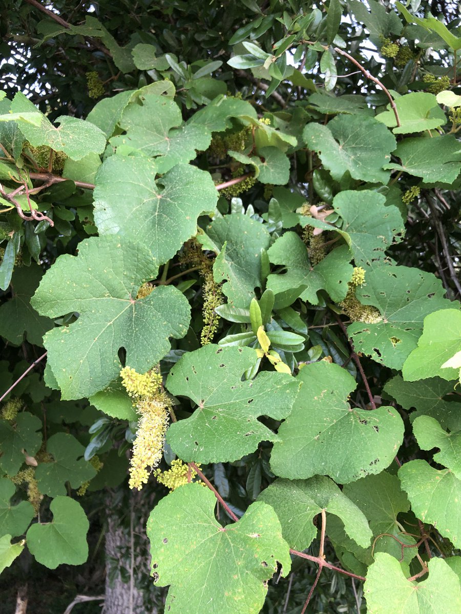 #Summer#grape Is there an argument to be made to use wild Vitis germplasm in Eastern North America in improving grapes? #pllants