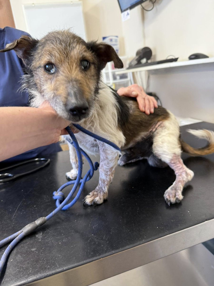 Please retweet, small registered charity cannot take in any more dogs due to the financial strain and the numbers of stray/dumped dogs.
 APPEAL FOR DONATIONS #RUSHTON #LANGPORT #SOMERSET  #UK 
💔‼️WE ARE CLOSED TO INTAKES ‼️💔
WE ARE STRUGGLING FINANCIALLY- that means we cannot
