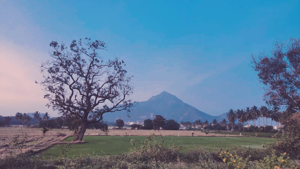 Anuraag_Shukla's tweet photo. Arunachala hill. 

"By merely thinking of Arunachala, one would attain Liberation."