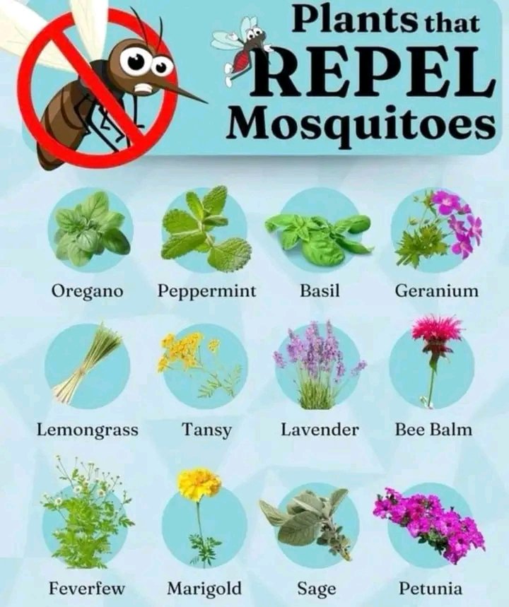 WorldlyHQ's tweet photo. 12 Plants That Repel Mosquitoes Naturally
1️⃣ Oregano
✔ Emits a strong aroma that deters mosquitoes.
✔ Can be used fresh or dried for added protection.

2️⃣ Peppermint
✔ Mosquitoes dislike its intense menthol scent.
✔ Crushed leaves can be applied to the skin as a natural repellent.

3️⃣ Basil
✔ Contains compounds that disrupt mosquito receptors.
✔ Best placed near seating areas for maximum effect.

4️⃣ Geranium
✔ Produces a citronella-like fragrance that repels insects.
✔ Great for pots and window boxes near entry points.

5️⃣ Lemongrass
✔ A natural source of citronella oil, commonly used in insect repellents.
✔ Thrives in warm climates and can be grown in large pots.

6️⃣ Tansy
✔ Contains pyrethrum, a natural insecticide.
✔ Best planted in garden beds or along fences.

7️⃣ Lavender
✔ The soothing scent keeps mosquitoes and other pests away.
✔ Dried lavender can be placed indoors to deter bugs.

8️⃣ Bee Balm
✔ Attracts pollinators while keeping mosquitoes at bay.
✔ Ideal for flower beds and wild gardens.

9️⃣ Feverfew
✔ A natural mosquito deterrent with medicinal properties.
✔ Can be grown in herb gardens or pots.

🔟 Marigold
✔ Contains pyrethrum, an ingredient in many insect repellents.
✔ Perfect for borders, patios, and garden beds.

1️⃣1️⃣ Sage
✔ The smoke from burning dried sage repels mosquitoes.
✔ Can be added to fire pits or used in smudge sticks.

1️⃣2️⃣ Petunia
✔ Repels various garden pests, including mosquitoes.
✔ Beautiful addition to hanging baskets and flower beds.

🌱 How to Use These Plants for Mosquito Control
✔ Plant them strategically – Near patios, entryways, and seating areas.
✔ Crush the leaves – Rubbing fresh leaves on your skin enhances the repellent effect.
✔ Burn dried herbs – Sage and lavender work well in fire pits.
✔ Make DIY sprays – Boil leaves in water, strain, and spray around your home.

By incorporating these plants into your garden, you can enjoy mosquito-free outdoor spaces without harsh chemicals! 🌿✨