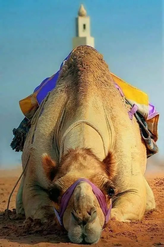 اللي تهيا له الطيحه هو المستريح
لو ان مطيحه من القمه يجي له دوي

كم واحد قاضي حيله ووده يطيح
وتوقفه نظرة اللي يحسبونه قوي