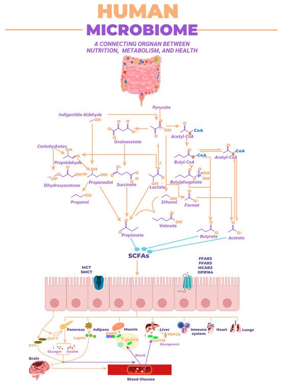 🔬 RicardoMontes (@_mcricardo_) on Twitter photo Human Gut Microbiome: A Connecting Organ Between Nutrition, Metabolism, and Health
mdpi.com/1422-0067/26/9… <a href="/HealthyFellow/">J P Fanton</a> <a href="/drfherediaz/">fausto heredia z.</a> Human Gut Microbiome: A Connecting Organ Between Nutrition, Metabolism, and Health
mdpi.com/1422-0067/26/9… <a href="/HealthyFellow/">J P Fanton</a> <a href="/drfherediaz/">fausto heredia z.</a>