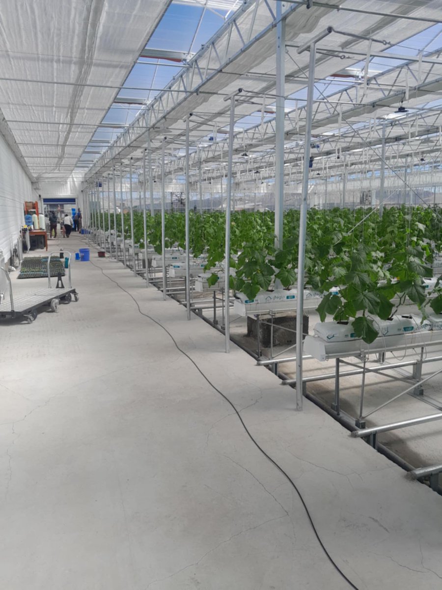 Ийм гоё хүлэмжтэй болсон бналээшд 🥰
Ийм гоё хүлэмжнээс тийм гоё амттай 🥒 гараад байгаам шүүдээ ооё🤭🤭🤭