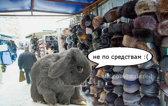 chigi_varo's tweet photo. я не очень люблю человека который лет 15 назад создал паблик «зайка среднего достатка» потому что я даже спустя столько времени помню эти мордочки с этими подписями и мне до сих пор грустно https://t.co/TWe5gCaluk