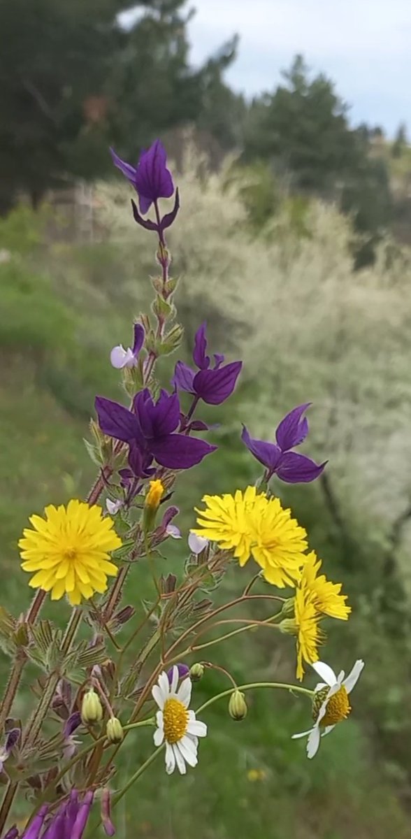 " Bakan körler, işiten sağırlar ve konuşan dilsizlerle dolu olan bir dünyada...
*Başkalarının gözlerindeki ışık benim, güneşim, kulaklarındaki müzik senfonim ve dudaklarındaki gülümseme 
mutluluğum oluyor..."
     ~ Helen Keller ~