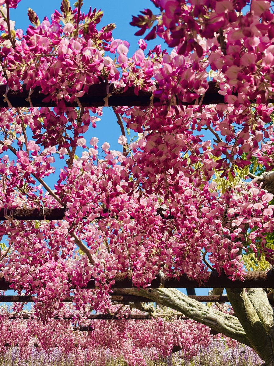 Ut74SDcPm725252's tweet image. 天気のよい週末でしたね(*´˘`*)
岡山県へプラリ🌸*・
まだ早いと分かっていても
香りも楽しめる
藤棚をみに行ってきました٩(ˊᗜˋ*)و
まだ五分咲きです◟(๑•͈ᴗ•͈)◞♡
いつも♡にRT
本当にありがとうございます
#藤棚
#藤公園
#私の大切な宝者へ
#写真で伝えたい私の世界
#iPhone越しの私の世界