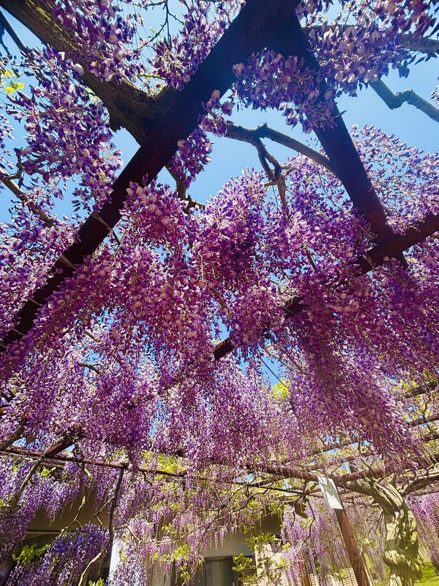 Ut74SDcPm725252's tweet image. 天気のよい週末でしたね(*´˘`*)
岡山県へプラリ🌸*・
まだ早いと分かっていても
香りも楽しめる
藤棚をみに行ってきました٩(ˊᗜˋ*)و
まだ五分咲きです◟(๑•͈ᴗ•͈)◞♡
いつも♡にRT
本当にありがとうございます
#藤棚
#藤公園
#私の大切な宝者へ
#写真で伝えたい私の世界
#iPhone越しの私の世界