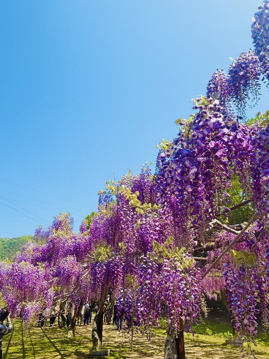 Ut74SDcPm725252's tweet image. 天気のよい週末でしたね(*´˘`*)
岡山県へプラリ🌸*・
まだ早いと分かっていても
香りも楽しめる
藤棚をみに行ってきました٩(ˊᗜˋ*)و
まだ五分咲きです◟(๑•͈ᴗ•͈)◞♡
いつも♡にRT
本当にありがとうございます
#藤棚
#藤公園
#私の大切な宝者へ
#写真で伝えたい私の世界
#iPhone越しの私の世界
