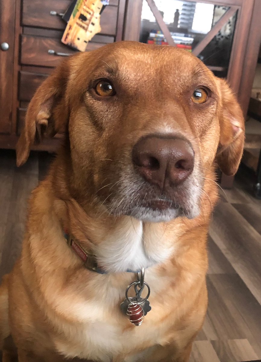 I think my favorite item in my shop is Crystal Collar Cages because they go on cutie pants babies