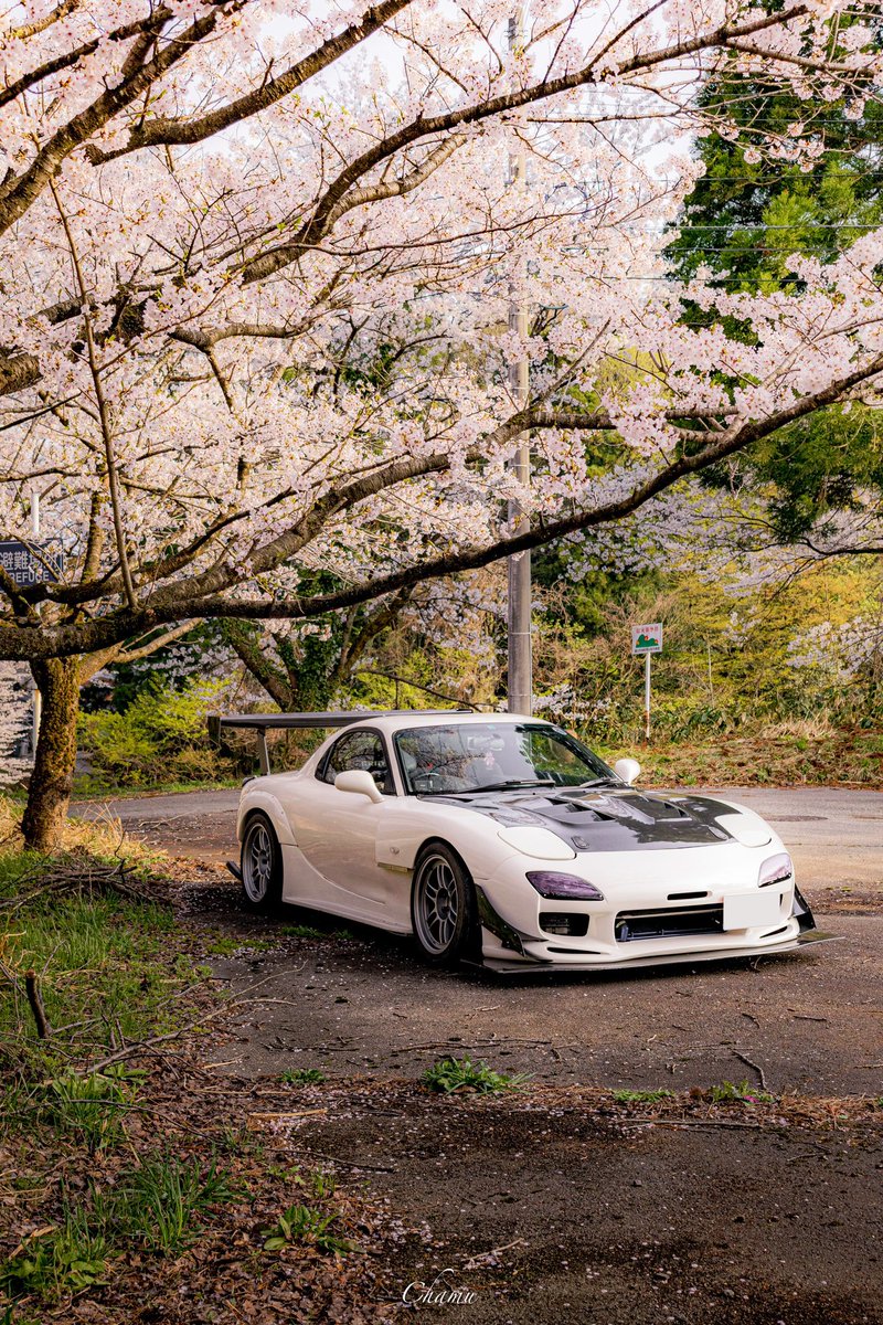 yuzuFD3S's tweet photo. 桜と撮ってもらったやつ🌸 https://t.co/HGDKHM6U9U