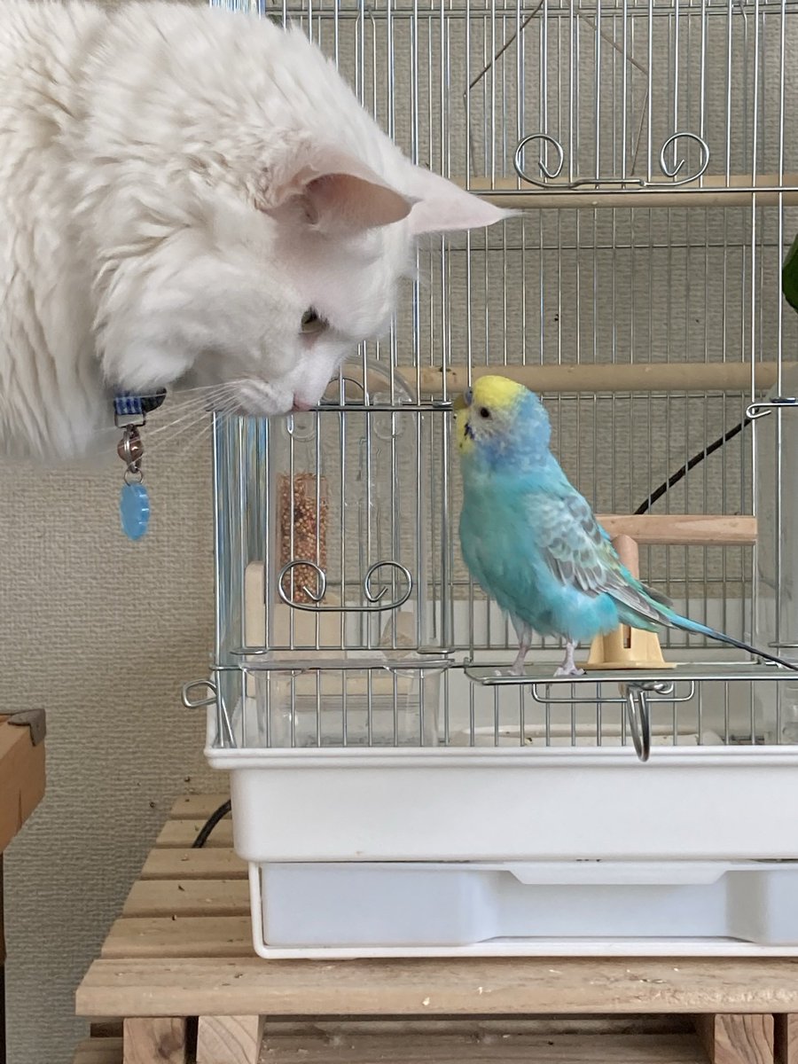 すてぱん様オーダーページ 猫 ウロコインコ すてぱん様オーダーページ 猫 ウロコインコ