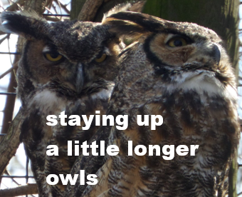 I got this #haiku published in the Spring/Summer 2025 issue of Akitsu Quarterly

staying up
a little longer
owls

#poetry #birds