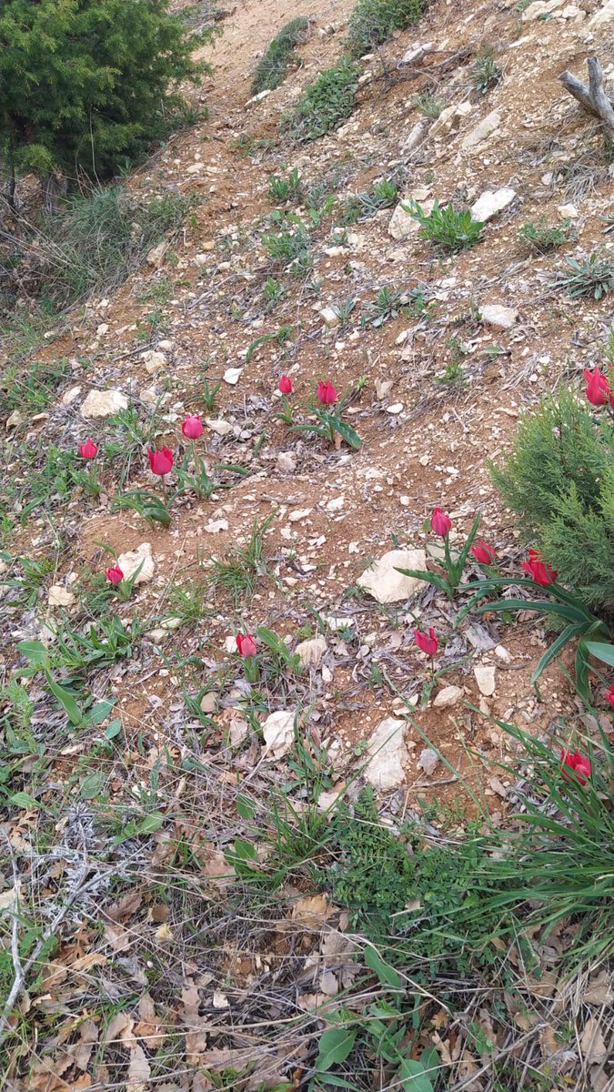 Kalıyoruz...
Kuş olup uçmak isterken,
Ağaç olup kök salıyoruz.
Can Yücel 

Köyümün kıraç topraklarında binbir güzellikler boy vermekte Kemaliye 'den köyümden gönderilen bir görsel ile tüm dostlara güzel günler olması dileğiyle selamlar. 🌾🌻🌳🌼
