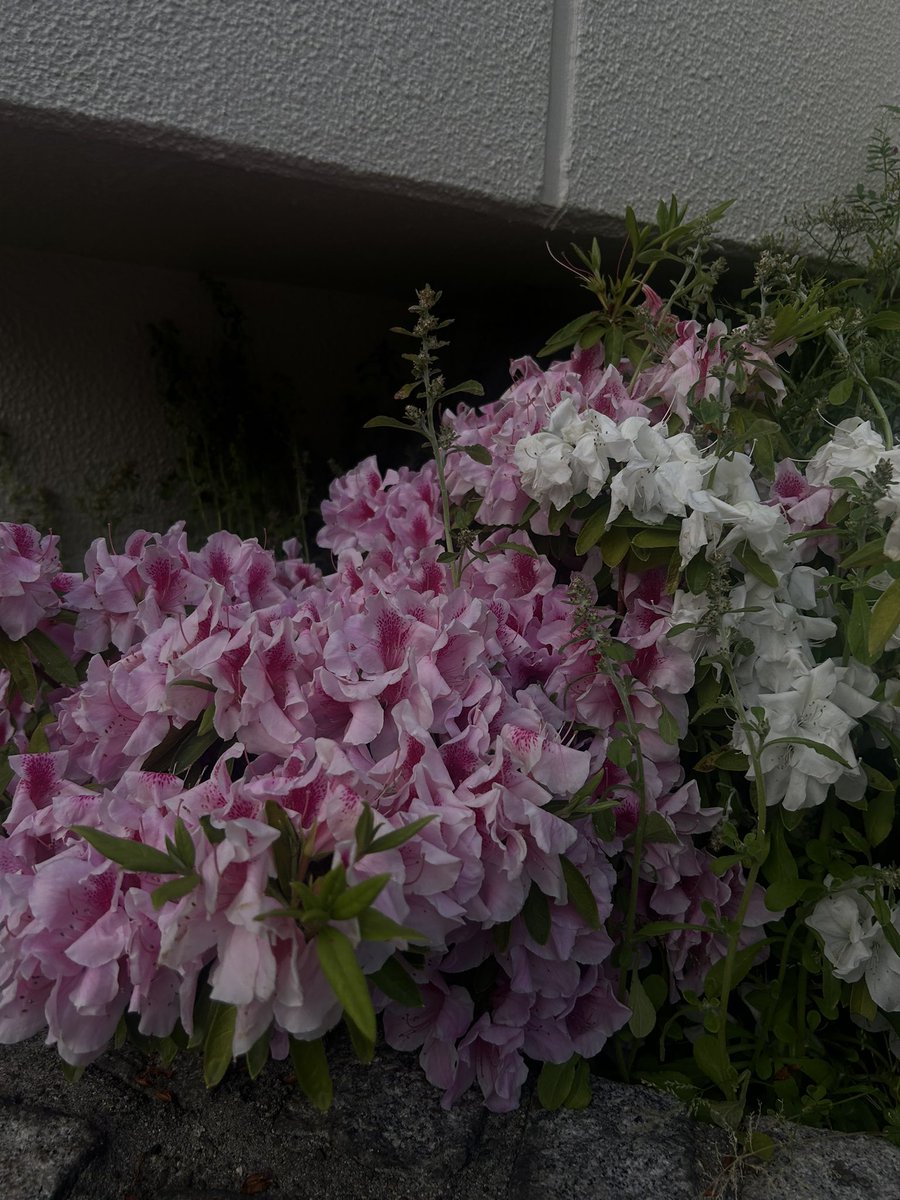 o51_11's tweet photo. アクネ引っ張りだしてきた https://t.co/de1p7MFuQr