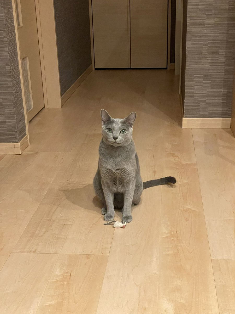 ゴールデンウィーク始まったばかりなので、遊び足りずに寝たくない愛猫をどうぞ
#猫
#ロシアンブルー
#ゴールデンウィーク
#大型連休
#主は明日仕事