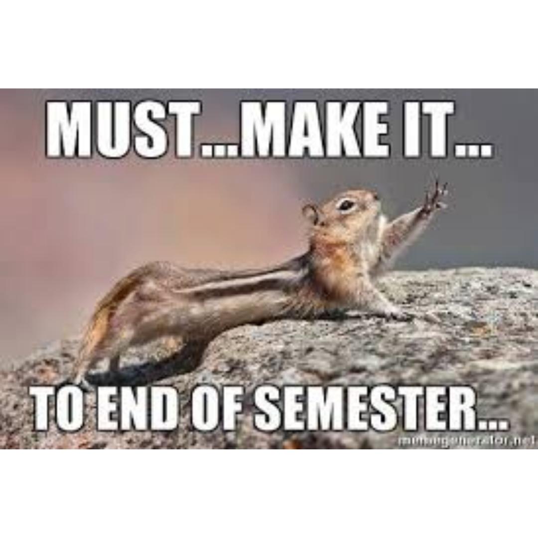 [ID: A chipmunk struggling to keep walking with a caption that says, "Must... make it... to end of semester...". Just a few more weeks then summer break!]

 #SundayFunday #Funday #LibraryLife #Library