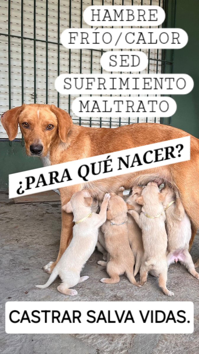 Las consecuencias de NO castrar:👇
👉Encierro (perreras)
👉Maltrato animal
👉Envenenamiento
👉Abandono
👉Vagabundeo
👉Más refugios
👉Contaminación
👉Peleas callejeras
👉Jaurías asilvestradas
👉Accidentes en la vía pública
👉Más enfermedades zoonóticas
#Ley13879 #castrarsalvavidas