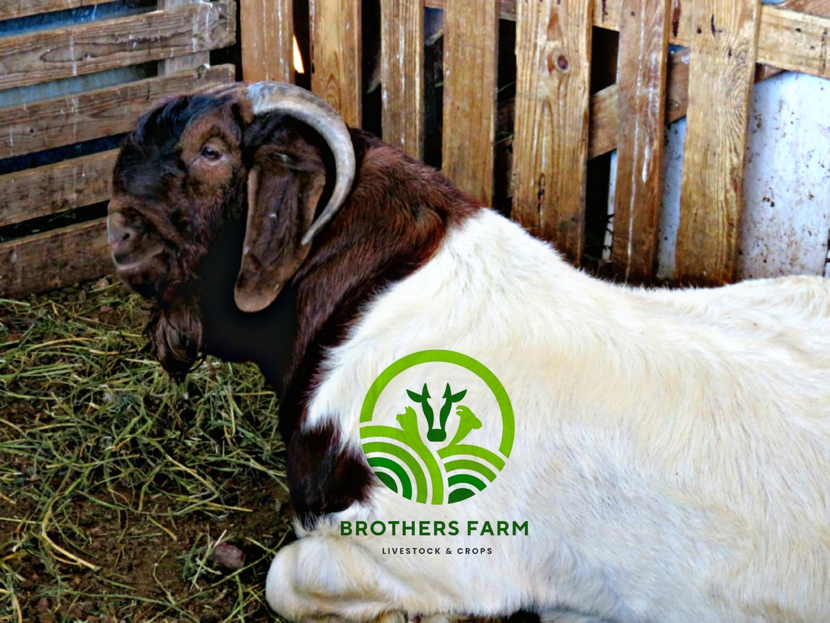 My name is Dr. Dolce Motsepe 
I'm a first generation farmer at Brothers Farm Livestock And Crops,  you don't know me yet.

#brothersfarm #boergoats #lifestyle #Farmer #viralvideo #goats #breeder