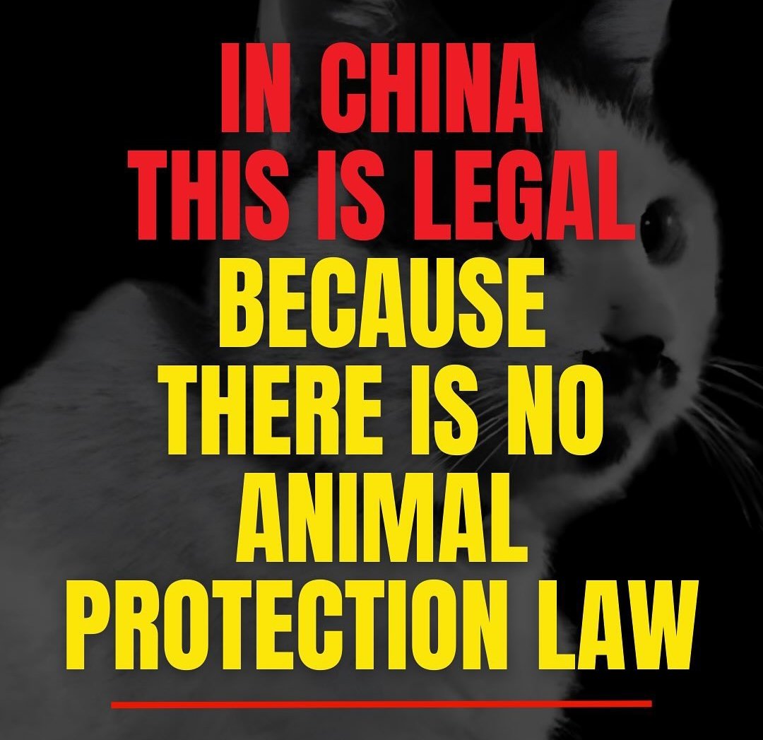 001blacksheep's tweet photo. Here are a few places where you can pressure the peoples republic of china to enact Animal welfare laws and impose harsh punishments on those who torture and kill #Animals.
#therealchina
#SavechineseCats
#stopyulin
#boycottchina
#chinesepeople ⬇️ https://t.co/S9egmbJXiW https://t.co/aI79dbt3lG