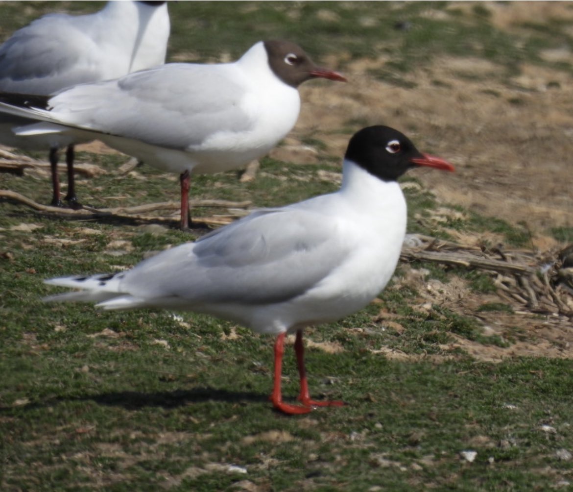 Paul Green tweet media