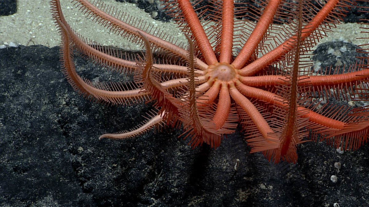 NOAA Ocean Exploration (@oceanexplorer) on Twitter photo Today’s #Okeanos dive will take place on western ridge arm of an unnamed seamount, ~ 45 nautical miles south of Hōlanikū, to gain better understanding of feature's biology & geology. 
On seafloor 9:50 am HST/5:50 pm EDT to 3:20 pm HST/3:20 pm EDT.
LIVE: oceanexplorer.noaa.gov/okeanos/explor… Today’s #Okeanos dive will take place on western ridge arm of an unnamed seamount, ~ 45 nautical miles south of Hōlanikū, to gain better understanding of feature's biology & geology. 
On seafloor 9:50 am HST/5:50 pm EDT to 3:20 pm HST/3:20 pm EDT.
LIVE: oceanexplorer.noaa.gov/okeanos/explor…