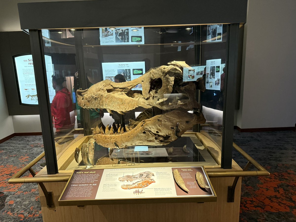 Even the Field Museum has me thinking of #iufb