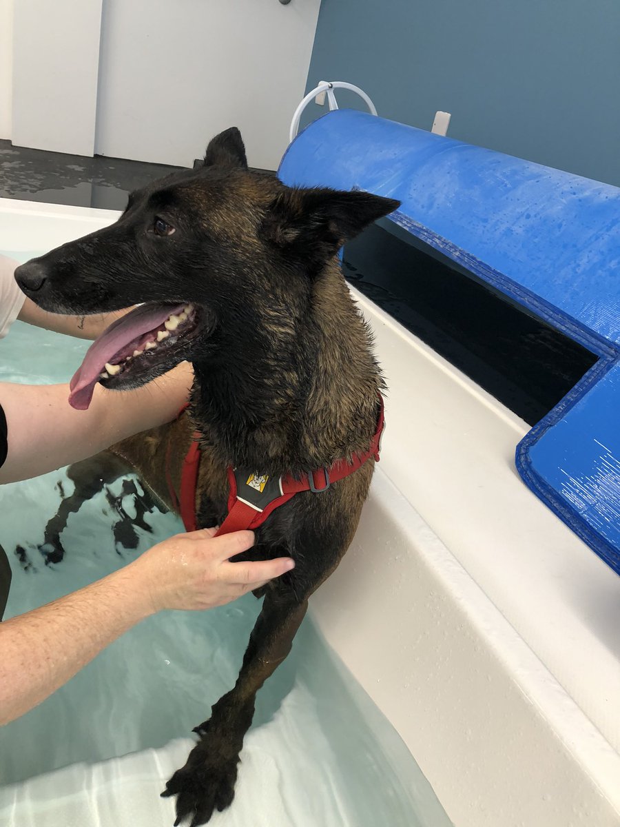 Chappers2013's tweet photo. Lovely morning at @AngliaRuskin #caninetherapyunit 

Thank you to the students who took great care of Baloo and #rpdrex 🐾🐾🐾🐾
We are so grateful for everything they do ❤️ #thankyou https://t.co/g8Qld8jEVg