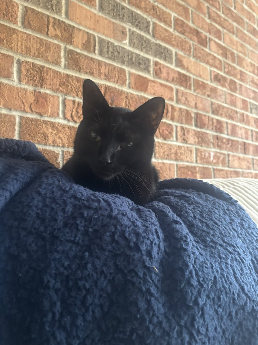 killersquirts's tweet image. Happy Sunday from Ohio! 

#Meow, #CatsofWorld, #KittyLove, #FelineFriends, #Purrfect, #Catagram, #CuteCats, #LoveCats, #CatNap, #WhiskerWednesday, #FluffyFelines, #KittenLove, #FurryFriends,