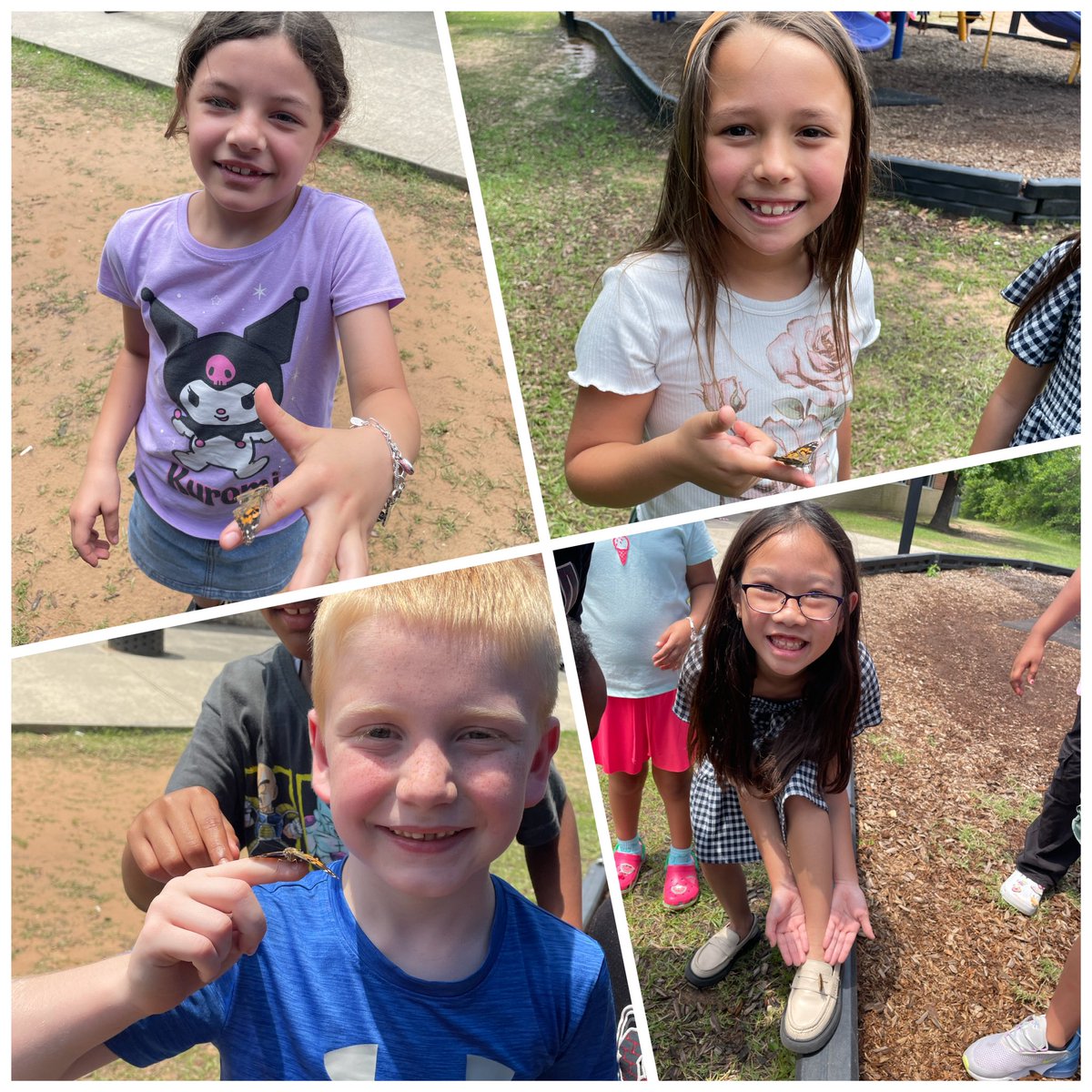 Mrs. Schroeder (@mschroeder_lse) on Twitter photo One of my favorite science lessons in 2nd grade - life cycles! Our students observed, questioned, and wrote about the life cycle of a butterfly. We released them together on our playground on Friday. What a fun learning experience! 🐛➡️🦋 #schroedersmarties <a href="/HumbleISD_LSE/">Lakeshore Elementary</a> One of my favorite science lessons in 2nd grade - life cycles! Our students observed, questioned, and wrote about the life cycle of a butterfly. We released them together on our playground on Friday. What a fun learning experience! 🐛➡️🦋 #schroedersmarties <a href="/HumbleISD_LSE/">Lakeshore Elementary</a>