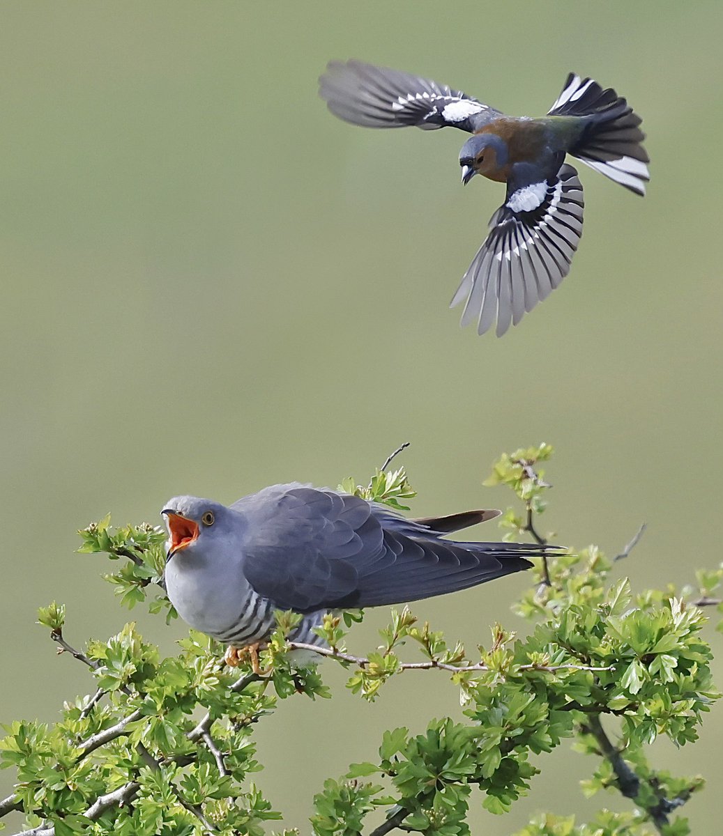 Steve Sanderson (@stevesando1) on Twitter photo Chaffinch mobbing a Cuckoo on Bodmin moor. Doing its bit to help out the Pipits.
<a href="/CBWPS1/">Cornwall Birds</a> #NatureLovers #birding #birds #wildlifephotography #NaturePhotography #birdphotography Chaffinch mobbing a Cuckoo on Bodmin moor. Doing its bit to help out the Pipits.
<a href="/CBWPS1/">Cornwall Birds</a> #NatureLovers #birding #birds #wildlifephotography #NaturePhotography #birdphotography