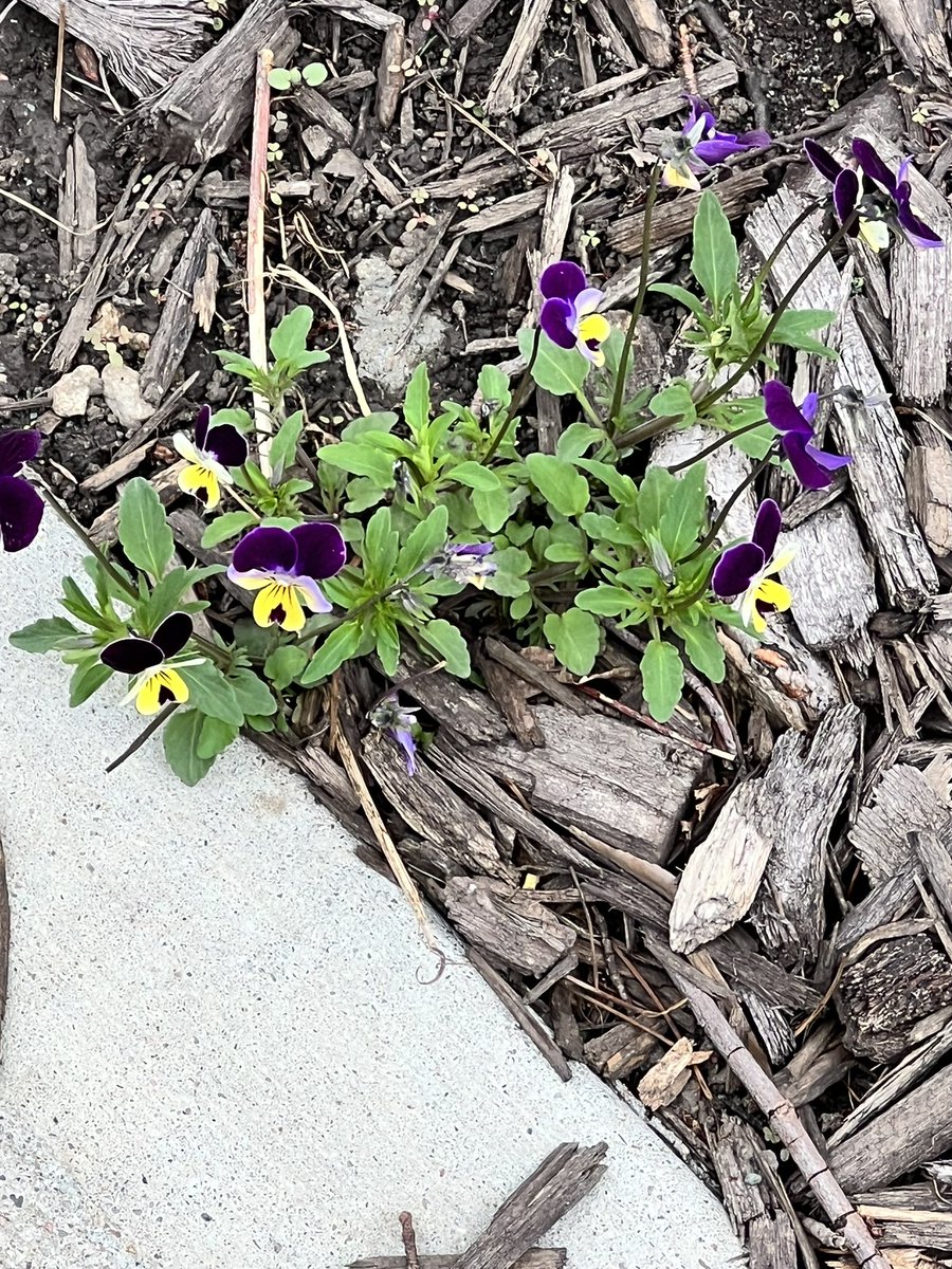 DrSteveWengel's tweet photo. And one that you taste. I realized today when I was out on a walk that I could do that while enjoying the trail near my house. With a lot of flowering trees, seeing new things was pretty easy. And there were lots of unique bird songs to notice along the way. Then I noticed I https://t.co/1jAkt3CiNe