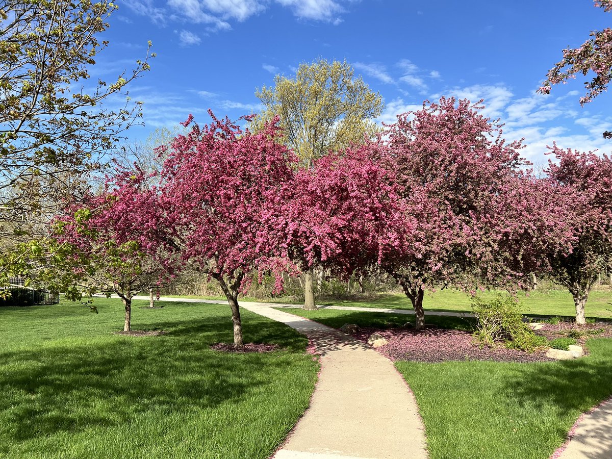 DrSteveWengel's tweet photo. And one that you taste. I realized today when I was out on a walk that I could do that while enjoying the trail near my house. With a lot of flowering trees, seeing new things was pretty easy. And there were lots of unique bird songs to notice along the way. Then I noticed I https://t.co/1jAkt3CiNe