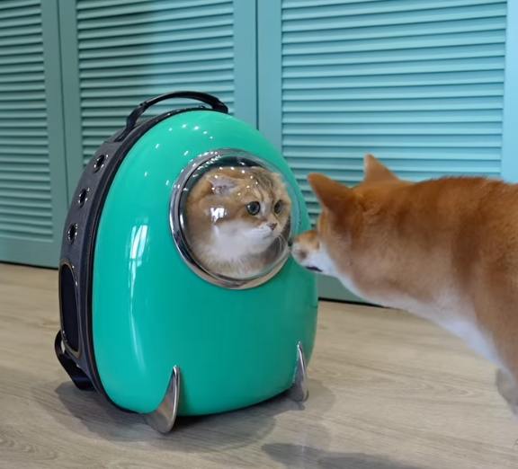 Unipcs (aka 'Bonk Guy') 🎒 (@theunipcs) on Twitter photo 