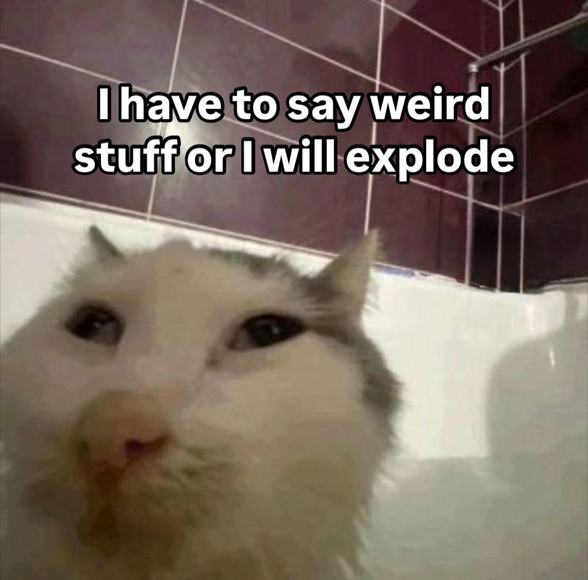 Punch Cat (@punchingcat) on Twitter photo 