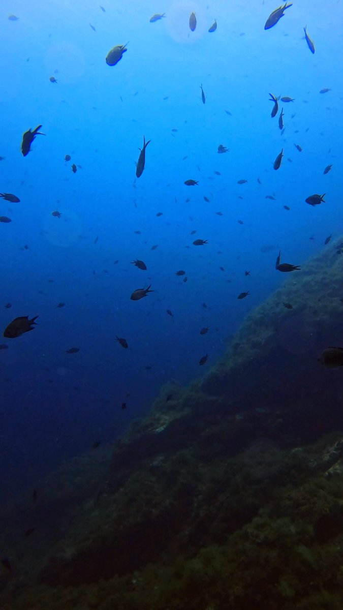 𝕴𝖓𝖌𝖗𝖎𝖉 🧜🏼‍♀️ tweet media