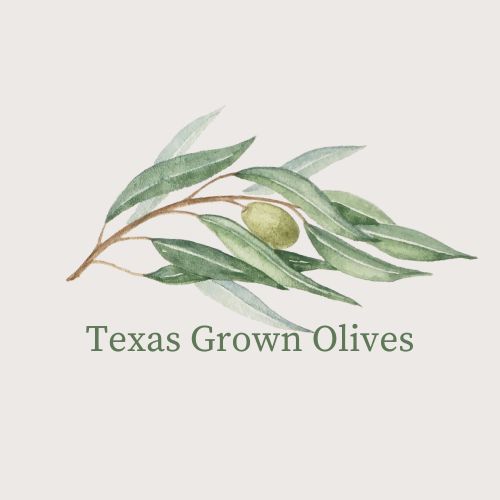 ForagingFarming's tweet image. Foraging and Farming Media - Olive Farming! #oliveoil #olive #chef #chefs youtu.be/8fYDaOiETFE?si… via @YouTube