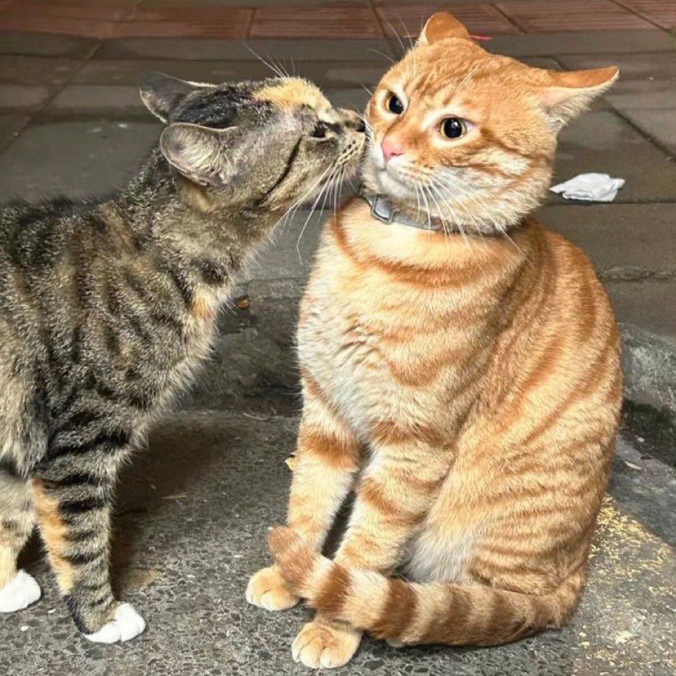 PunchingCat's tweet image. first kiss