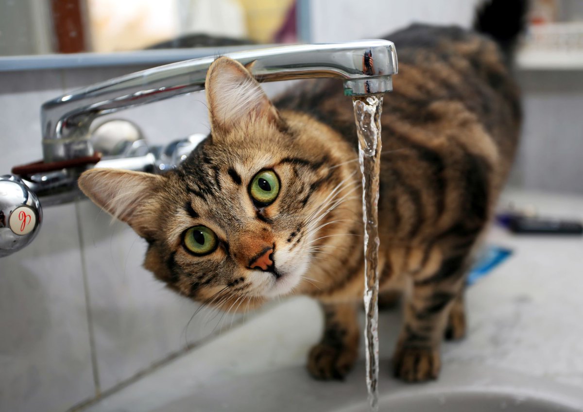 HealthyPawsPet's tweet photo. Love your pets? 🐾  
Clean water is vital but often overlooked. Safeguard their tap water with a filter, fountain bowl, or boiling—they’re family!  
no more chlorine smell, zero weird residue, 
Upgrade their hydration today: 👉https://t.co/MoZdpKZlTF
#PetCare #PetHealth https://t.co/UrazZSaTF0