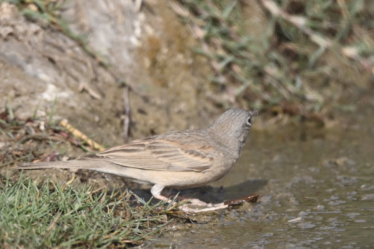 Grey-necked bunting 1st for UAE twitched today