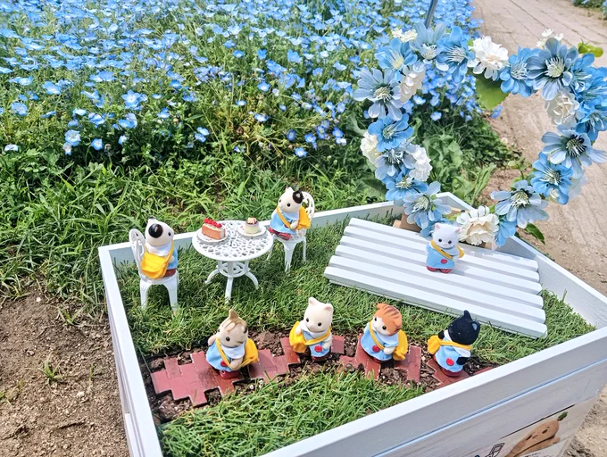 長居植物園のネモフィラ畑は今が満開で、花畑のそばにぬい撮りフォトスポットも配置されてて、ドールやぬい撮りを楽しむ人も多く優しい空間でした 