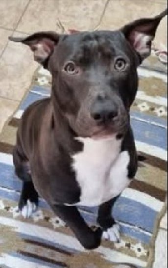 BurkManuela's tweet image. Desaparecido durante 
La Dana en Valencia 😥
Su familia sigue buscando a Arus
con la esperanza
de que alguien le ayudara
y esté vivo.