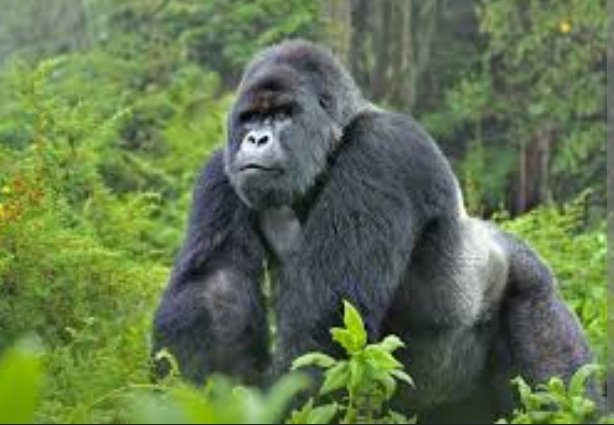 Gorillas don't drink water.