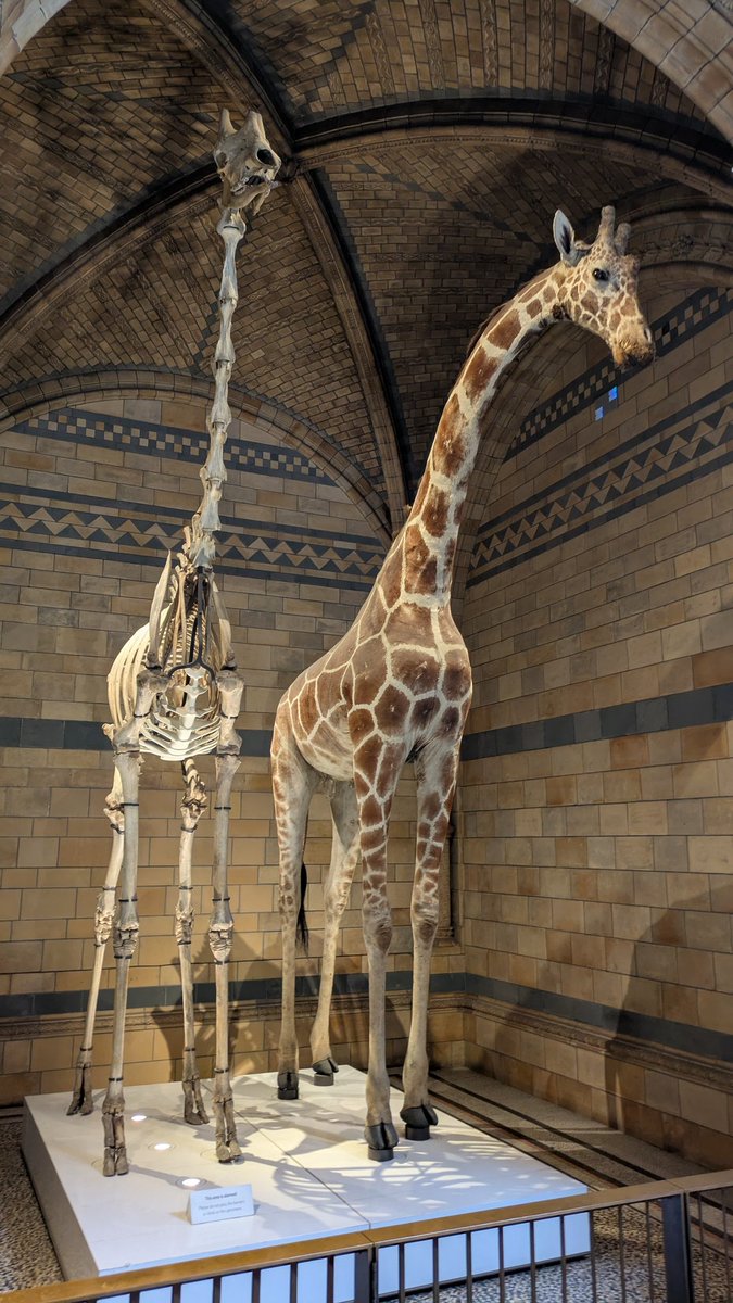 Franky, the Uber Frank tweet media