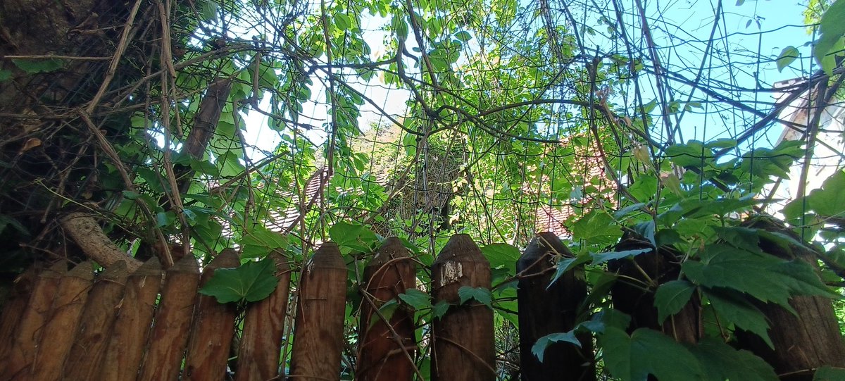 Na Donjem Štrosu je azijska ulična papica uz goleme repove pa samo cuga i u La Štruk + unutrašnja dvorišta ☺️.