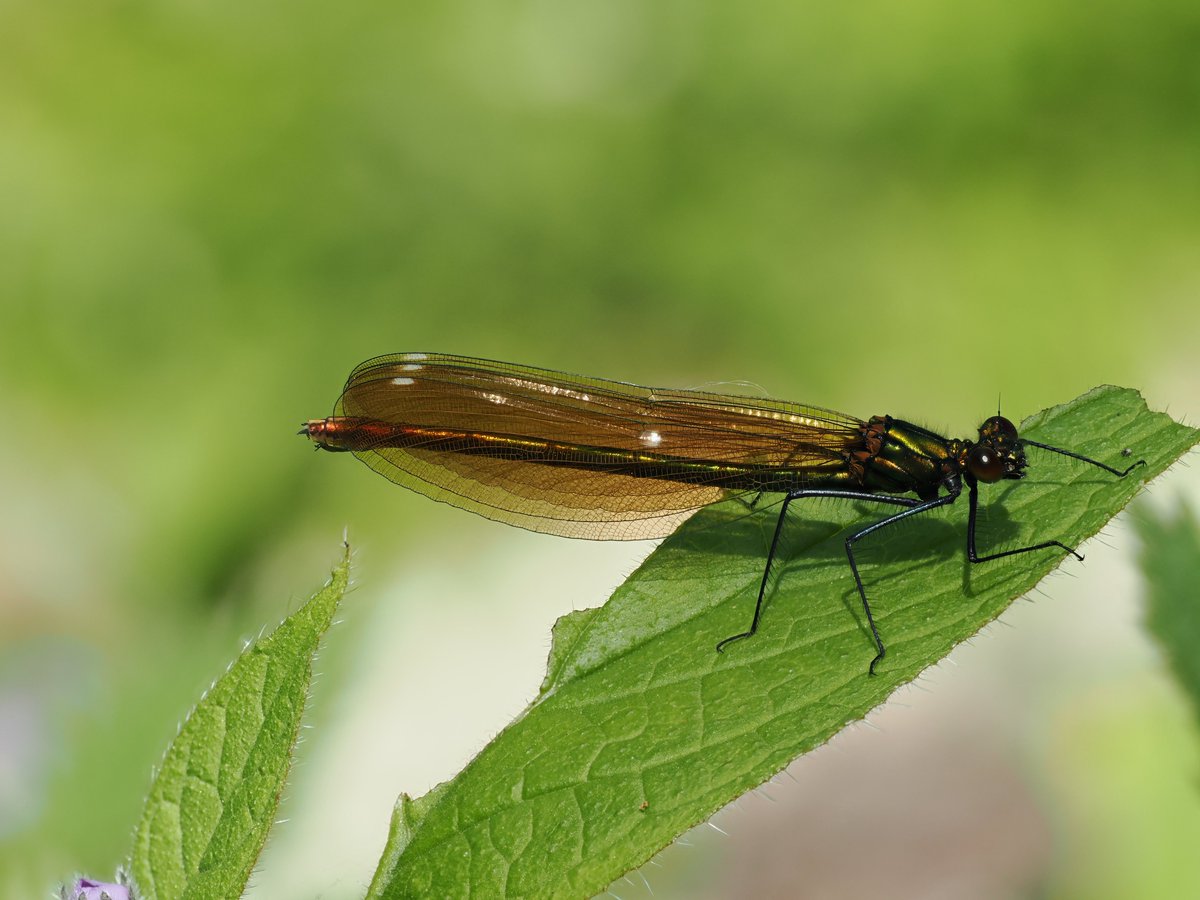 Beautiful Demoiselle damselfly posing nicely in the garden in West Christchurch today in a warm sunny spot
