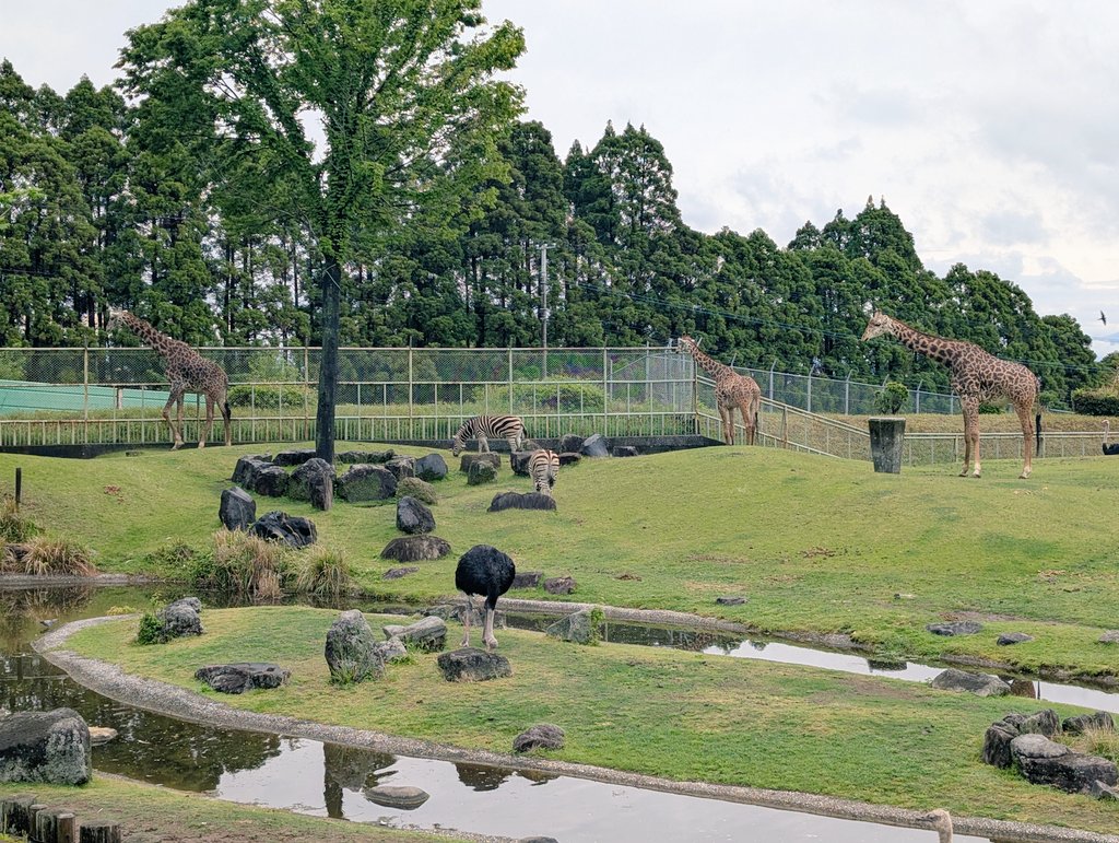 hamigakisiyouna's tweet photo. やぁやぁやぁみんな
毎年恒例はみがき子による
動物何匹写ってるでしょうの
時間がやってきたよ
さぁどうぞ !!!!!!! https://t.co/bDdtfsYWXt