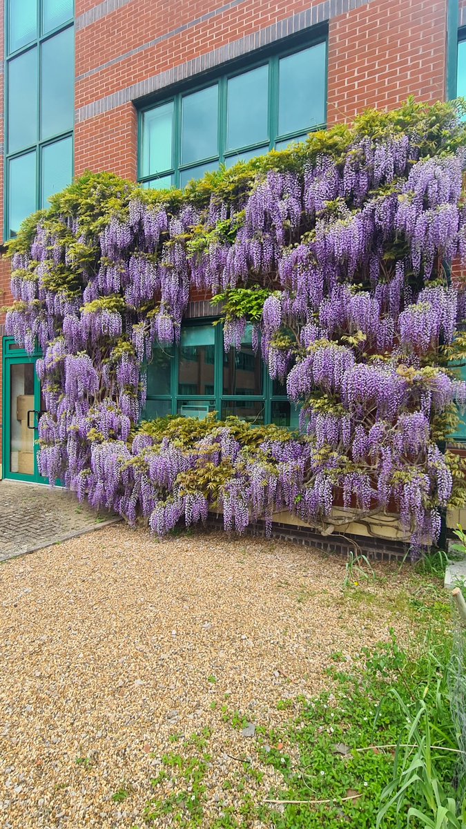 The Wisteria on Munro Building at Silwood has had a good year.  This is it today . The matching individual to the left of centre had to be removed for the new lab air conditioning.